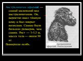 Австралопитек афарский — самый маленький вид австралопитеков. Он, вероятно имел тёмную кожу и был покрыт волосами. Самцы были больших размеров, чем самки. Рост — 1-1,3 м, масса тела — около 30 кг. Вымершая особь.