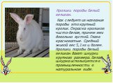 Кролики породы Белый великан. Как следует из названия породы это крупный кролик. Окраска кроликов чисто-белая, причем мех довольно густой. Глаза красноватые. Средний живой вес 5,1 кг и более. Кролики породы белый великан дают шкурки крупного размера. Белая шкурка используется в промышленности в нату