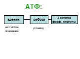 АТФ: аденин рибоза. 3 остатка фосф. кислоты. азотистое основание. углевод