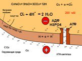 Н = е + Н О2 + 4Н = 2 Н2О 200 мВ АДФ Н3РО4