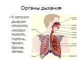 Органы дыхания. К органам дыхания относятся носовая полость, гортань, трахея, бронхи, лёгкие.