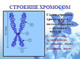 СТРОЕНИЕ ХРОМОСОМ. Схема строения хромосомы в поздней профазе – метафазе митоза: 1—хроматида; 2—центромера; 3—короткое плечо; 4—длинное плечо