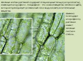 Зеленые клетки растений содержат специальные тельца (хлоропласты), имеющие хлорофилл. Хлорофилл - это особое вещество зеленого цвета, которое преобразует углекислый газ и воду на свету в питательные вещества. Именно благодаря хлорофиллу растения имеют зеленые листья и стебли.