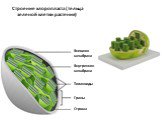 Внешняя мембрана. Внутренняя мембрана. Тилакоиды Граны Строма. Строение хлоропласта (тельца зеленой клетки растения)
