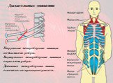 Наружные межреберные мышцы- поднимают ребра. Внутренние межреберные мышцы - опускают ребра. Действие межреберных мышц основано на принципе рычага. Дыхательные движения