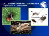 № 21 - Назови насекомых – переносчиков инфекционных заболеваний. А) Б) В) Г) Д)