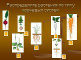 Распределите растения по типу корневых систем. 1 2 3 4 6 5 7