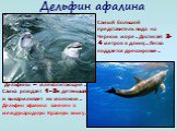 Дельфин афалина. Самый большой представитель вида на Черном море. Достигает 3-4 метров в длину. Легко поддается дрессировке. Дельфины – млекопитающие. Самка рождает 1-2-х детенышей и выкармливает их молоком. Дельфин афалина занесен в международную Красную книгу.