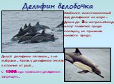 Дельфин белобочка. Наиболее многочисленный вид дельфинов на море. Длина до 2-х метров. Иногда могут появиться среди пловцов, не причиняя никакого вреда. Дышат дельфины легкими, а не жабрами. Кровь у дельфинов теплая, в отличие от рыб. С 1966 года промысел дельфинов запрещен.
