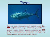 Тунец. Одна из самых больших рыб Черного моря (до 500 кг).Называют еще «золотой рыбой» за вкусное мясо. Может развить скорость до 90 км/ч, а разогнавшись, выскакивает из воды и, бывает, даже залетает на палубу судна.