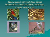 Здесь живут попугай Ара, самая маленькая птичка колибри, анаконда, страус нанду и др.