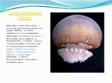 Гигантская медуза Цианея. Настоящий гигант среди медуз — полярная (арктическая) медуза, или цианея. Известны ее особи диаметром до 2 м со свисающими щупальцами длиной до 20—30 м. У этой медузы много щупалец со стрекательными клетками, «ожоги» которых поражают не только рыб, но и других морских живот