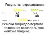 Результат скрещивания: AABB (ж.г) aabb (з. м) Гаметы: AB ab Гибриды: F 1 AaBb (жёлт. глад.) Семена гибридов первого поколения оказались все желтые гладкие.