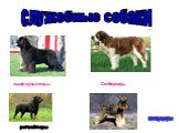 служебные собаки ньюфаундленды Сенбернары шнауцеры ротвейлеры