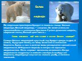 Белые медведи. По ледяным просторам бродят в поисках пищи белые медведи. Белый медведь – хищник. Он замечательно приспособлен к условиям Арктики. Густая длинная шерсть, широкие лапы, белый цвет меха… Какое значение всё это имеет в жизни белого медведя? Самцы белых медведей круглый год бродят среди л