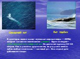Северный кит Кит горбач. В просторах океана живут огромные морские звери – КИТЫ, которые питаются маленькими рачками. Один из видов – гренландский или северный кит. Он достигает в длину 15-18 метров. Как и у многих других китов, во рту у него вместо зубов особые пластинки – «китовый ус». Они служат 