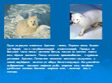 Один из редких животных Арктики – песец. Окраска песца бывает как чёрной, так и голубовато-серой и светло-серой. Правда, по большей части песцы целиком белые, только на кончике хвоста есть чёрные волоски. Песцы отлично приспособились к суровым условиям Арктики. Летом они питаются мелкими грызунами, 