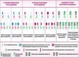 Главные понятия. Наследственность-это св-во живых организмов сохранять и передавать в ряду поколений характерные для вида особенности строения, функционирования и развития. Наследование- процесс передачи наследственной информации от одного поколения организмов другому. В осонове лежит способность ДН