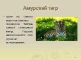Амурский тигр. один из самых малочисленных подвидов тигра, самый северный тигр. Редкий, находящийся под угрозой исчезновения.