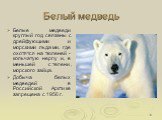 Белый медведь. Белые медведи круглый год связаны с дрейфующими и морскими льдами, где охотятся на тюленей - кольчатую нерпу и, в меньшей степени, морского зайца. Добыча белых медведей в Российской Арктике запрещена с 1956 г.