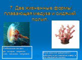 7. Две жизненные формы: плавающая медуза и сидячий полип.