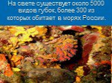 На свете существует около 5000 видов губок, более 300 из которых обитает в морях России.