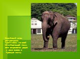 Индийский слон распространен практически по всей Юго-Восточной Азии, хотя встречается редко и даже внесен в Красную книгу.