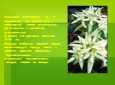 Эдельвейс (Leontopodium sp.) — охраняемый как редкий вид легендарный цветок влюбленных. Он относится к семейству сложноцветных. В высоту это растение достигает 10-15 см. Изящные стебельки венчают гордые, напоминающие звезды, цветы — соцветия корзинки обрамлены горизонтальными опушенными прицветникам