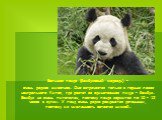 Большая панда (бамбуковый медведь) – очень редкое животное. Оно встречается только в горных лесах центрального Китая, где растет ее единственная пища – бамбук. Бамбук не очень питателен, поэтому панда кормится по 10 – 12 часов в сутки. У панд очень редко рождаются детеныши, поэтому их численность ос