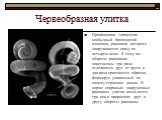 Червеобразная улитка. Opisthostoma vermiculum – необычный брюхоногий моллюск, раковина которого закручивается сразу по четырем осям. К тому же обороты раковинки опистосомы три раза отделаются друг от друга и два раза срастаются обратно, формируя уникальный по своему строению домик. В норме спирально