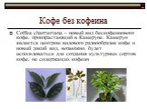 Кофе без кофеина. Coffea charrieriana – новый вид бескофеинового кофе, произрастающий в Камеруне. Камерун является центром видового разнообразия кофе и новый дикий вид, возможно, будет использоваться для создания культурных сортов кофе, не содержащих кофеин