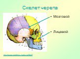 Скелет черепа. http://www.skeletos.zharko.ru/file/3. Мозговой Лицевой