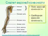 http://www.otfintes.info/interesnoe/3988-skelet-verkhnejj-konechnosti.html. Пояс верхней конечности Свободная верхняя конечность. Скелет верхней конечности. }