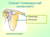Скелет пояса верхней конечности. Ключица Лопатка http://www.travmaorto.ru/32.html