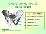 Скелет пояса нижней конечности. Таз – три пары сросшихся костей: подвздошных, лобковых, седалищных. http://anatomy-portal.info/tekahtml/osteologia/meminfcing.html