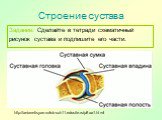 Строение сустава. http://aniavetisyan.volsk-sch11.edusite.ru/p8aa1.html. Задание: Сделайте в тетради схематичный рисунок сустава и подпишите его части.