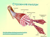 Строение мышцы. http://old.college.ru/biology/course/content/chapter10/section1/paragraph2/theory.html
