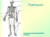 Повторим. http://www.mixmed.ru/anatomy/sceleton/sceletonus/