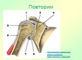 http://vitamin0v.narod.ru/rus-anatomy-skeleton-upper_extremity-11941.html