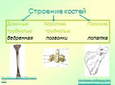 Строение костей. Длинные Короткие Плоские трубчатые трубчатые бедренная позвонки лопатка. http://hefern.org.ua/?file=text/anat1. http://www.medkursor.ru/anatomiya/skeleton/3319.html