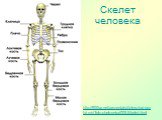http://900igr.net/prezentatsii/okruzhajuschij-mir/Telo-cheloveka/005-Skelet.html. Скелет человека