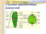 Строение одноклеточных водорослей