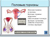 Половые гормоны. Женские гормоны: эстрогены Мужские гормоны: андрогены Обеспечивают половую функцию организма, развитие вторичных половых функций. Мужские половые железы. Женские половые железы