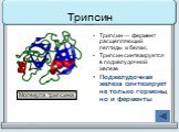 Трипсин — фермент расщепляющий пептиды и белки;. Трипсин синтезируется в поджелудочной железе Поджелудочная железа синтезирует не только гормоны, но и ферменты. Молекула трипсина