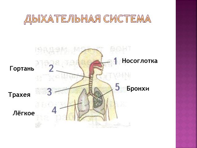 Проект органы дыхания человека