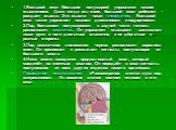 1.Большой мозг (большие полушария) управляют нашим мышлением. Даже когда мы спим, большой мозг работает – рождает мысли. Эти мысли – наши сноведения. Большой мозг также управляет нашими движениями и ощущениями. 2.Под большими полушариями в задней части головы расположен мозжечок. Он управляет мышцам