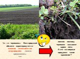 Так как черноземы Белгородской области характеризуются высоким естественным плодородием , можно предположить, что. именно поэтому чернозем называют царем почв. А кто же впервые придумал такое сравнение?