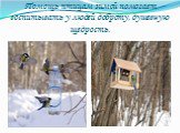 Помощь птицам зимой помогает воспитывать у людей доброту, душевную щедрость.