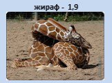 жираф - 1,9