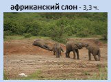африканский слон - 3,3 ч.